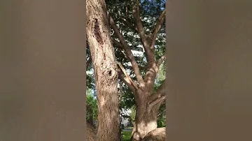 6 утра, велопрогулка, потом йога на поляне, и так каждый день...
